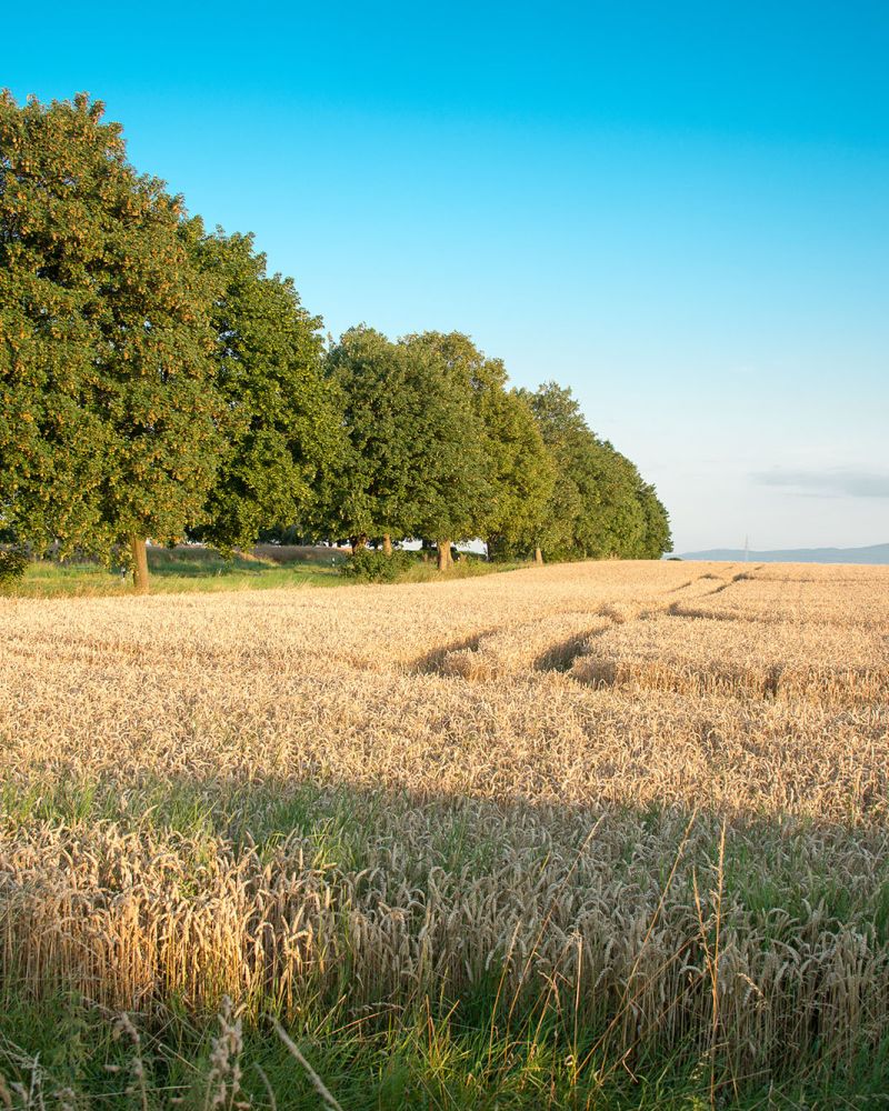 bernd.farny@lb atelier.de