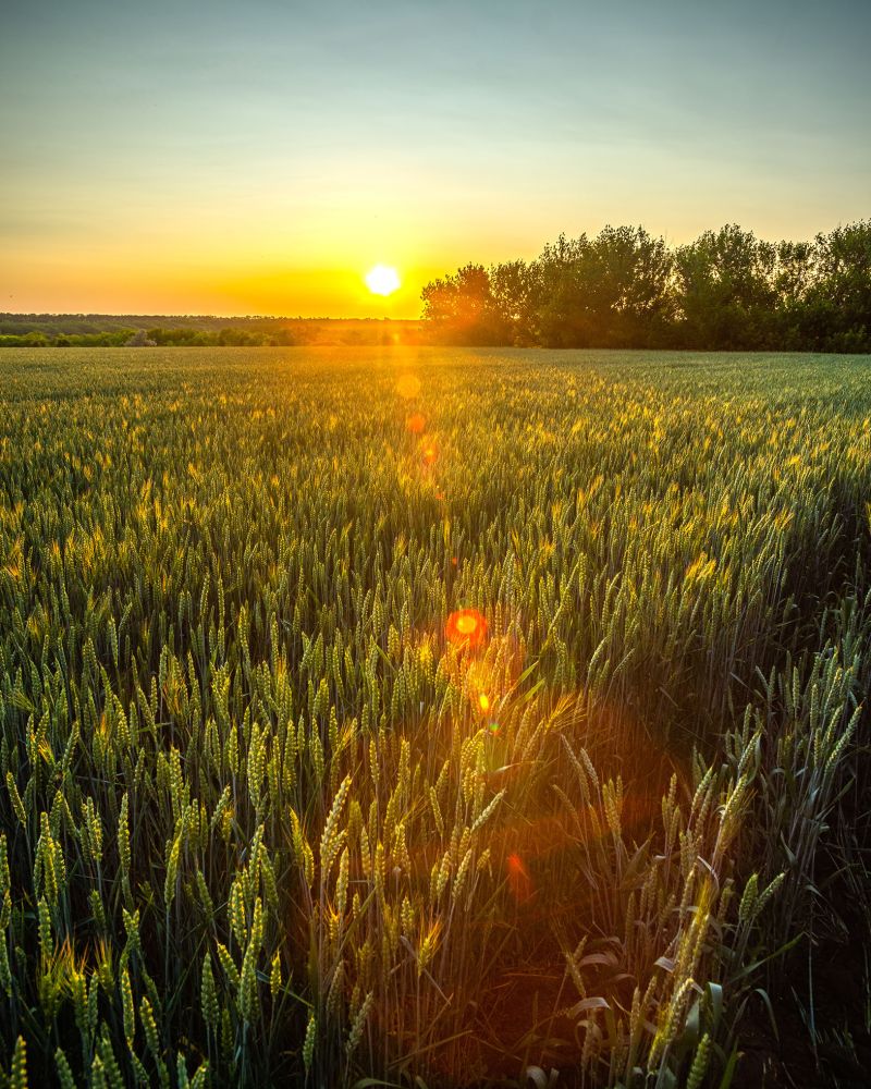 A beautiful wide angle shot of a lush golden wheat field with th